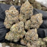 Hurricane Lemon Strain