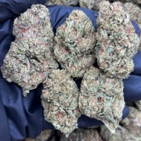 London Lemonnade Strain