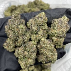 Sugar Cone Candy Strain