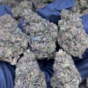 White Zerbert Strain