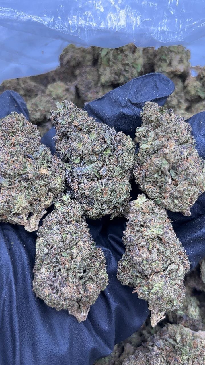 White Zerbert Strain